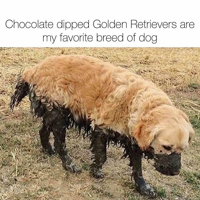 Golden Retriever covered in mud, resembling chocolate dip, humorous meme for dog owners.