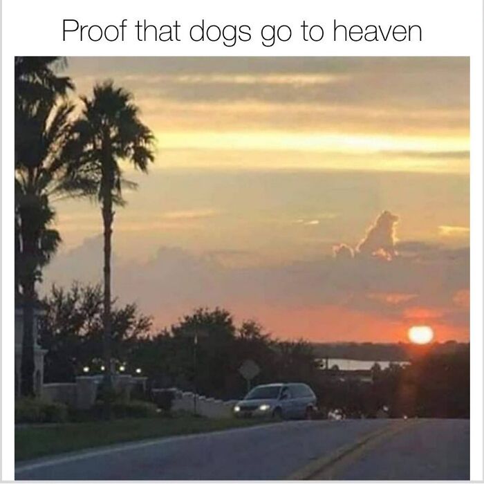 Sunset with clouds resembling a dog, humorous scene for dog owners.