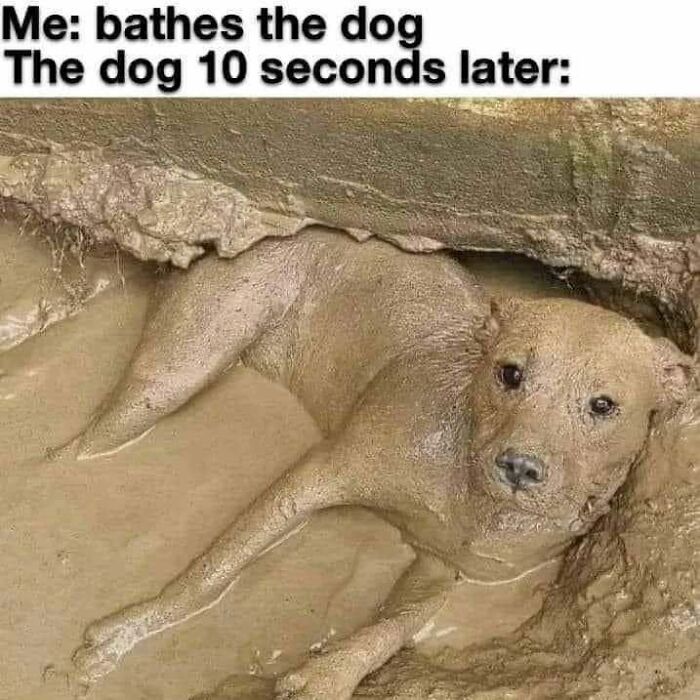 Dog covered in mud right after a bath, relatable meme for dog owners.