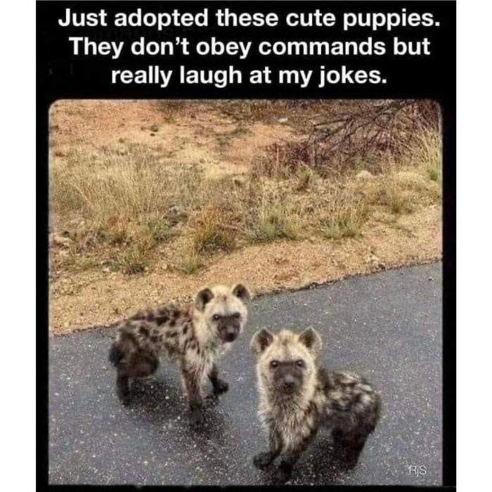 Hyenas mistaken for puppies in a funny meme, humorous for dog owners.