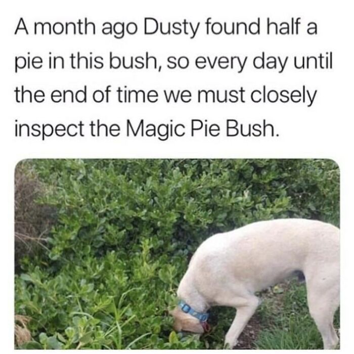 Dog sniffing bushes humorously referred to as the "Magic Pie Bush" by dog owners.