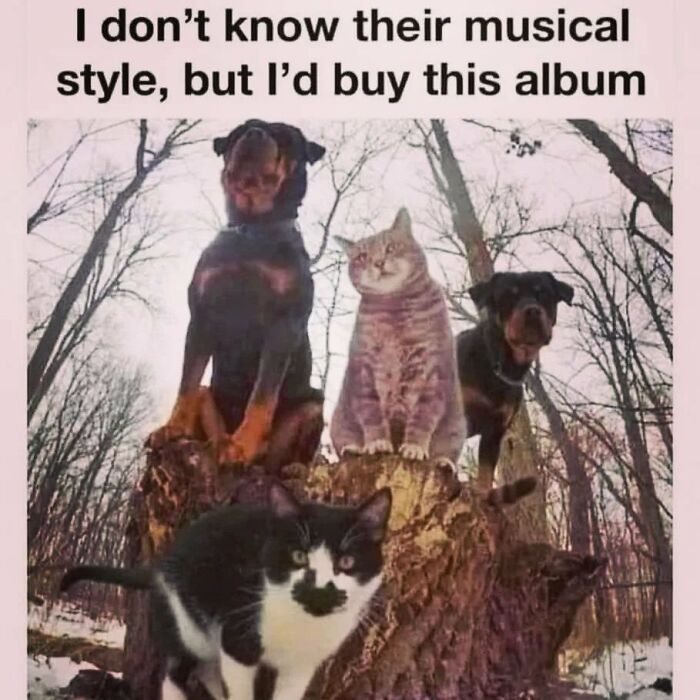 Dogs and cats posed on a tree stump, resembling a band album cover, creating a humorous meme for dog owners.