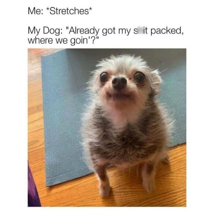 Dog looks excited while owner stretches, caption reads: "Already got my stuff packed, where we goin'?" Hilarious dog meme.