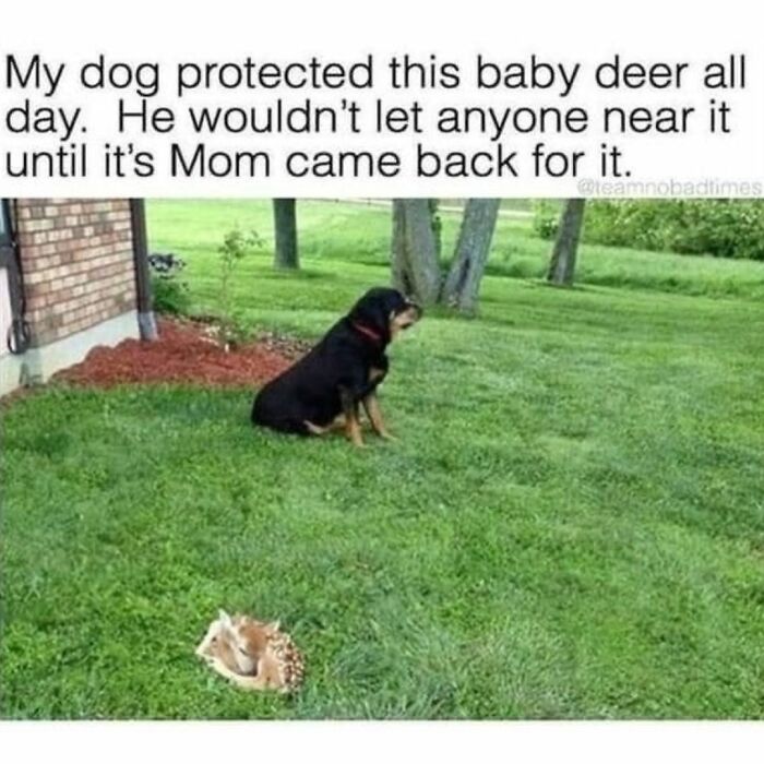 Dog sitting in a garden protecting a baby deer, showcasing a funny and relatable moment for dog owners.