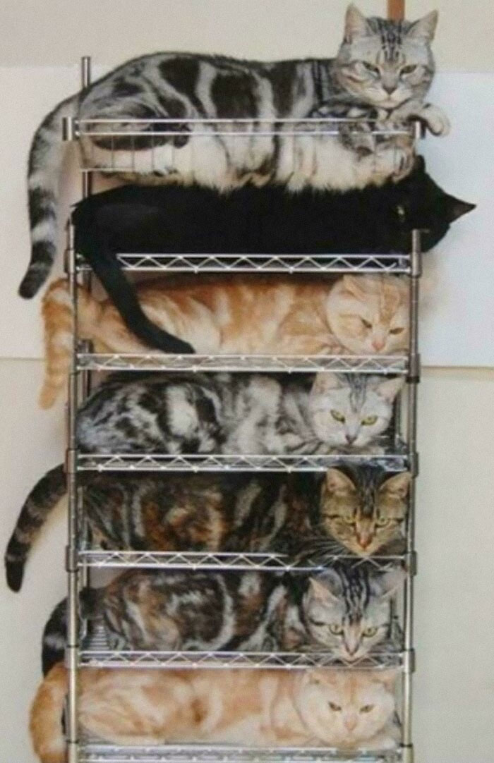 Cats neatly organized on metal shelves, showcasing next-level organization skills.