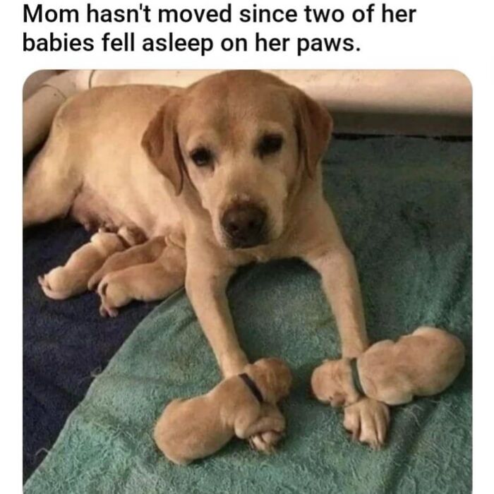 Dog with two puppies sleeping on her paws, a moment dog owners may find hilarious and relatable.