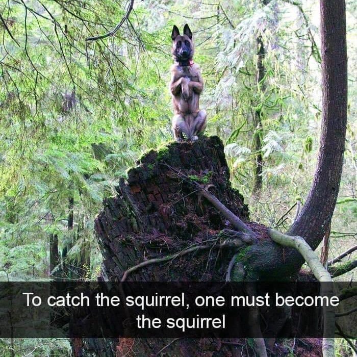 Dog mimics squirrel on tree stump, caption reads "To catch the squirrel, one must become the squirrel."