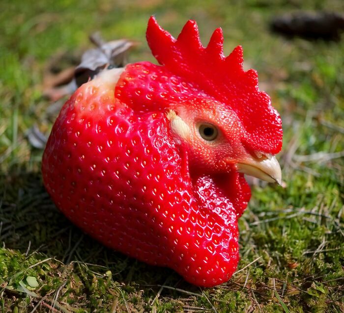 Turkish artist collage of a chicken with a strawberry body on grass background.