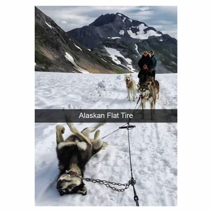 Sled dogs in snow, one lying down humorously; a funny moment relatable to dog owners.