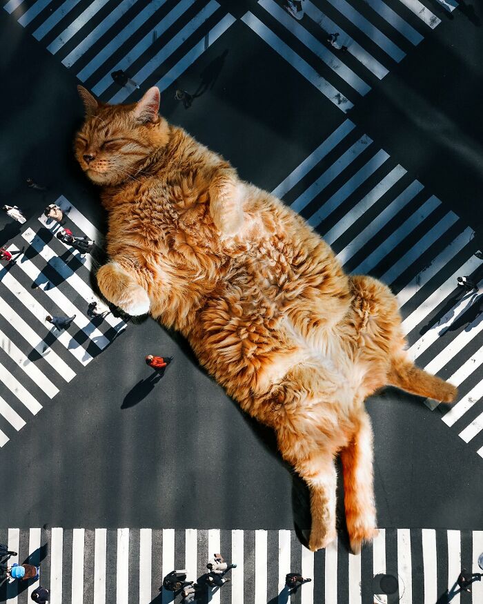 Giant cat sprawled across a city crosswalk, surrounded by tiny people, in an imaginative art piece by Xiang.