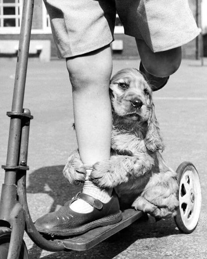 A puppy clings to a child's leg on a scooter in an interesting black and white image.