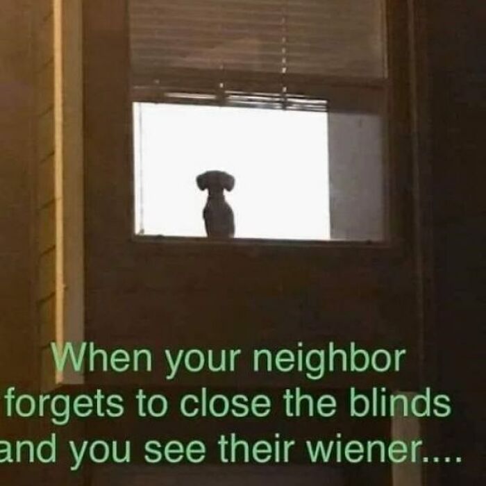 Dog silhouette in window with humorous text about seeing a neighbor's "wiener" dog, relatable to dog owners.