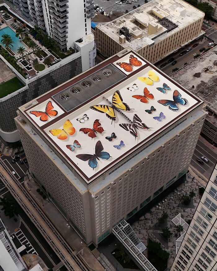 Aerial view of hyper-realistic butterfly murals painted on a city rooftop by a French artist.