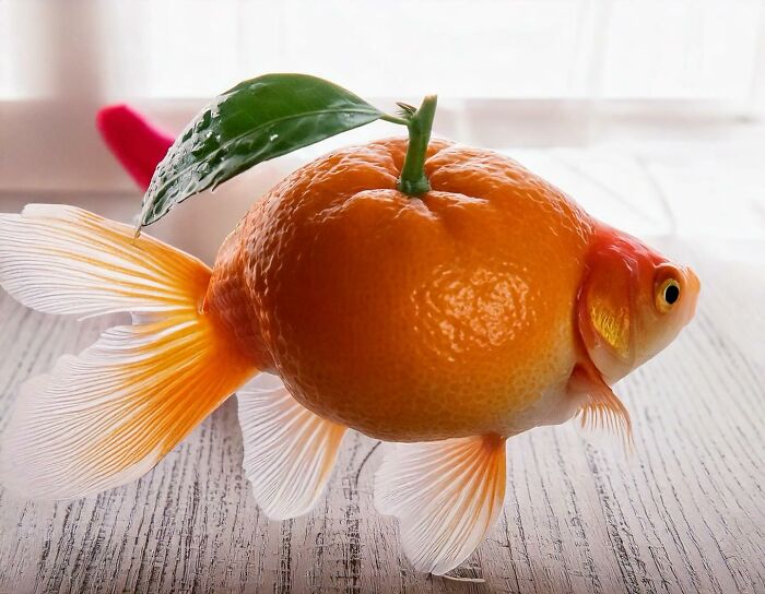 Turkish artist collage: a goldfish with an orange body and leaf fin, blending nature and surrealism.