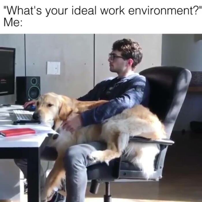 Man working at desk with dog lying on his lap, showcasing relatable humor for dog owners.