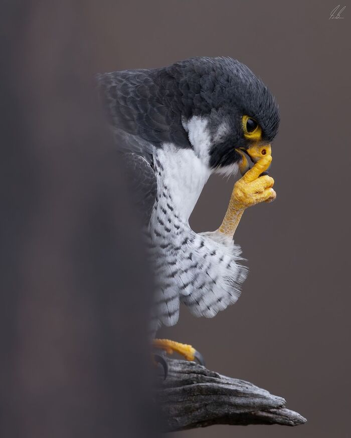 A falcon perches on a branch, appearing thoughtful, showcasing interesting bird behavior.