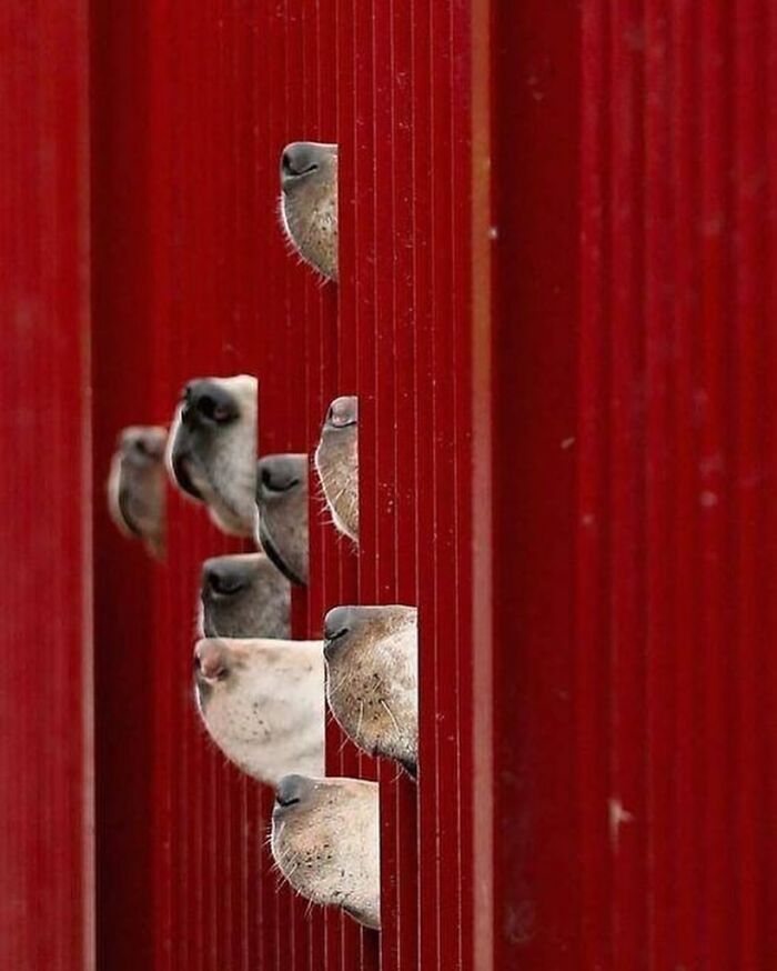 Animal noses peeking through gaps in a red fence, showcasing an interesting composition.