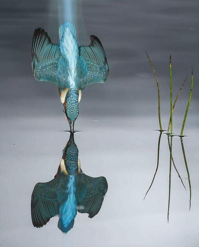 Blue kingfisher diving into water, perfectly reflected, showcasing interesting wildlife photography.