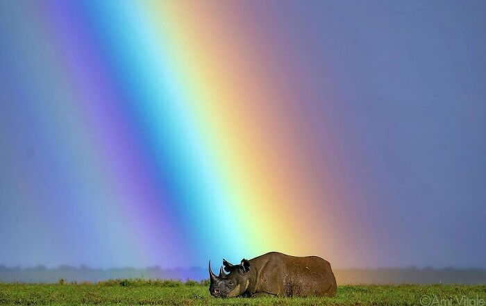 Rhino resting on grass under a vibrant rainbow, showcasing interesting imagery.