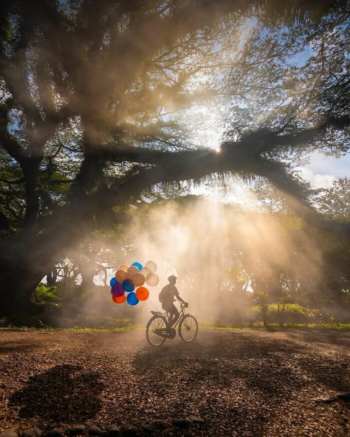 Person on a bicycle holding colorful balloons in a sunlit forest, showcasing one of the most interesting images.