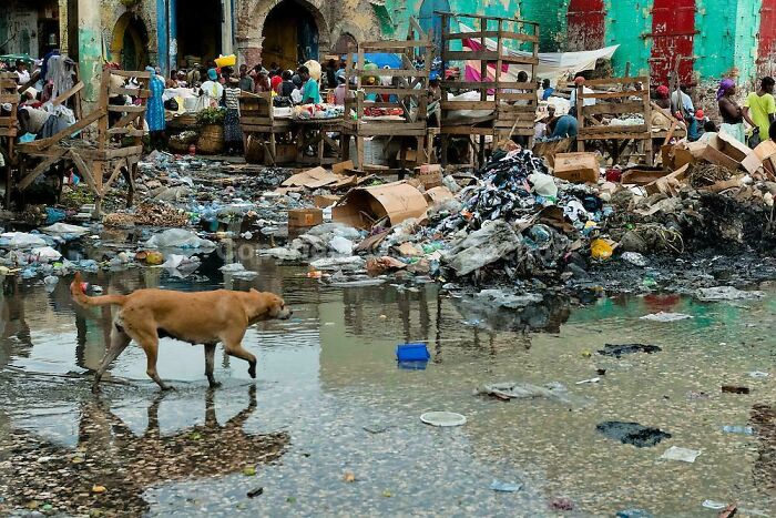 A dog walks through a flooded, trash-filled urban area, reflecting urban hell conditions.