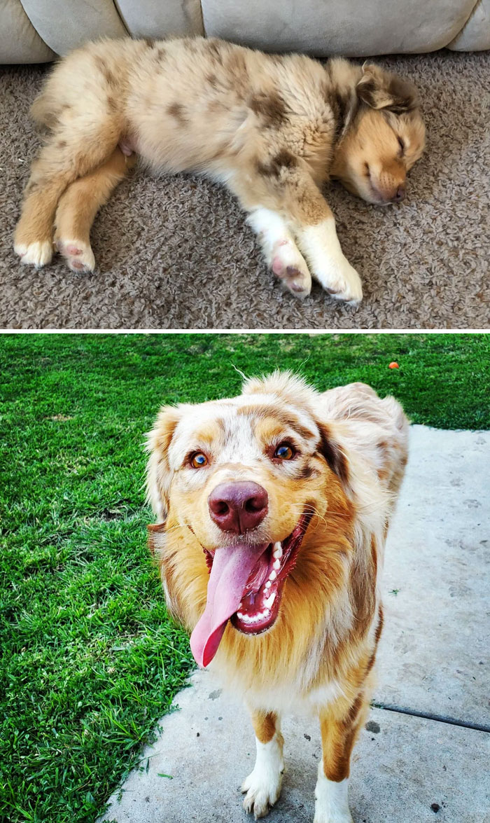 Dutch From 9 Weeks To 1 Year!