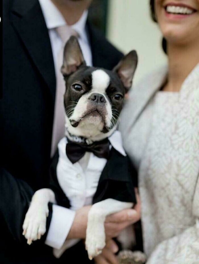 A dapper Boston Terrier in a tuxedo being held by a couple, showcasing a Spoiled-Pets theme.