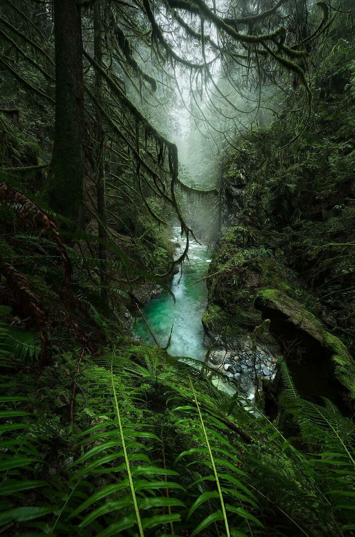 Lush forest with a serene turquoise stream, showcasing the incredible beauty of natural landscapes.