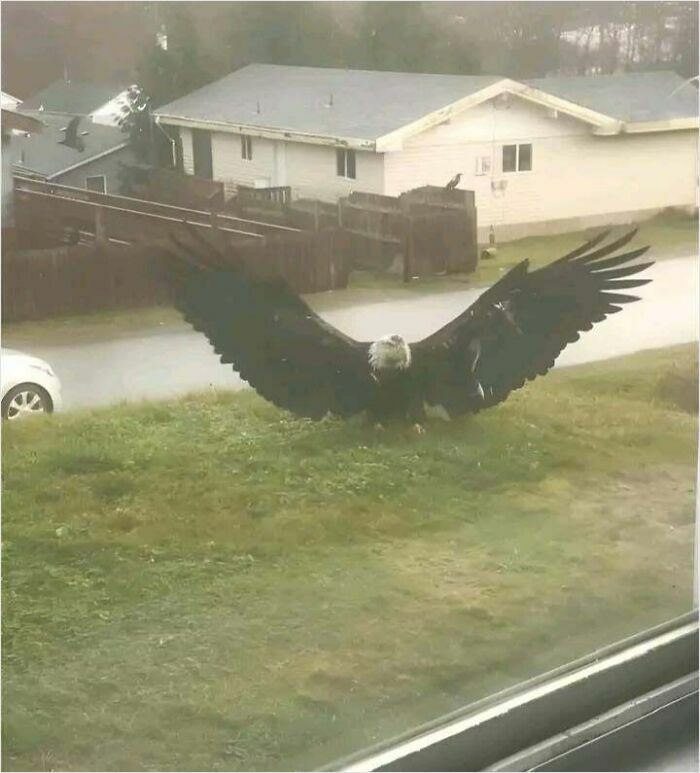 Huge bird with an impressive wingspan on a grassy yard, showcasing an absolute unit of things.