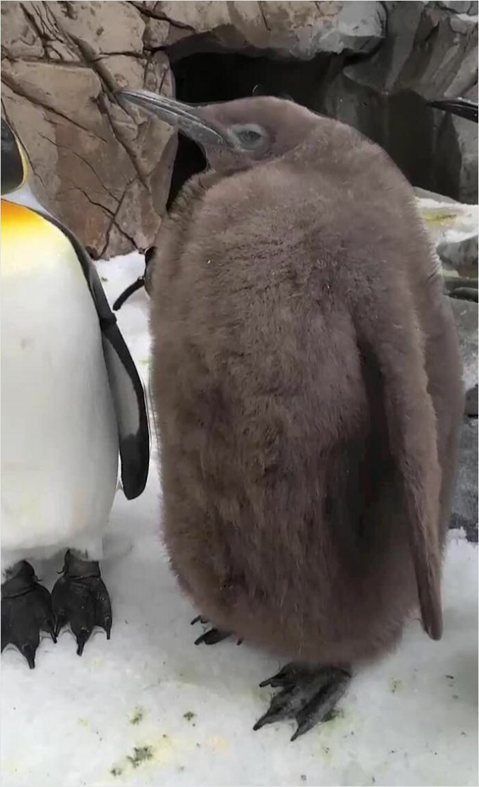 Fluffy penguin chick standing on snow, an example of absolute-units-things.