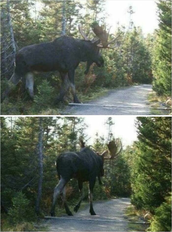 A massive moose walks through a forest path, showcasing an example of absolute units things.