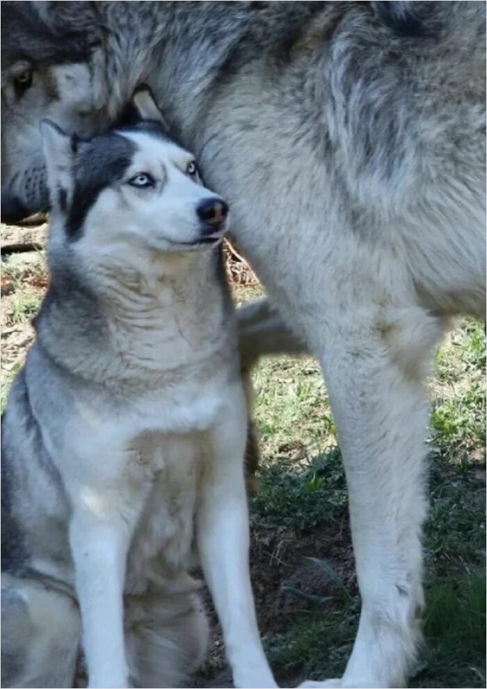 A large wolf standing next to a smaller husky under the sunlight, showcasing the contrast between their sizes.