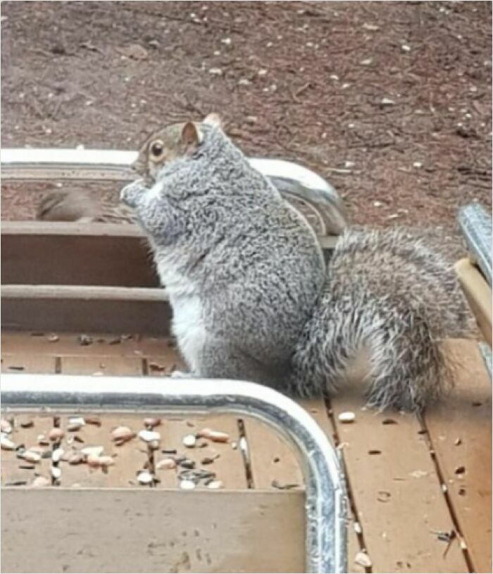 Large fluffy squirrel on a wooden deck surrounded by seeds, showcasing absolute-units-things.