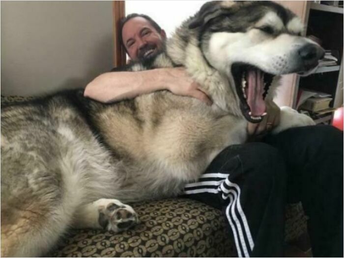 A man sitting on a couch with an absolute unit of a large dog resting on his lap.