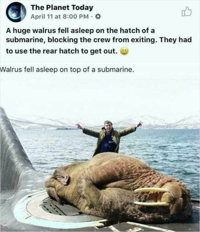 A massive walrus asleep on a submarine hatch, preventing entry, with a person standing behind it in the background.