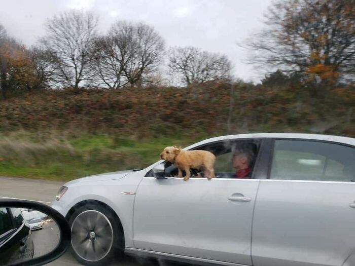 A dog perched on a car door, with a driver inside, driving on a highway.