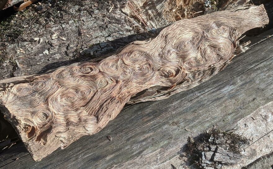 Swirled wood patterns on driftwood resembling accidental art.