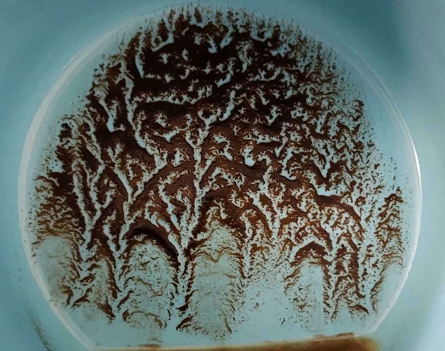 Coffee grounds forming tree-like pattern in a cup, representing accidental art pics.