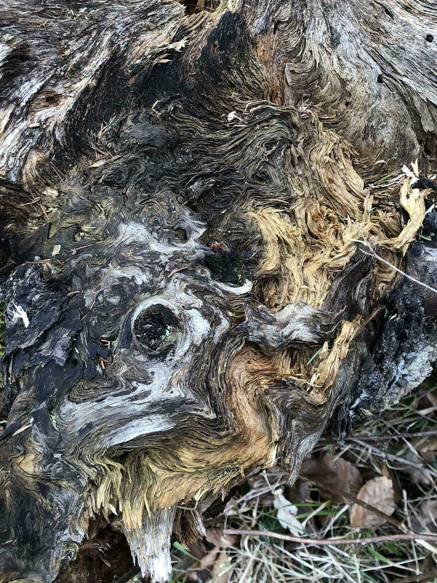 Weathered tree bark resembling accidental art in natural patterns and textures.