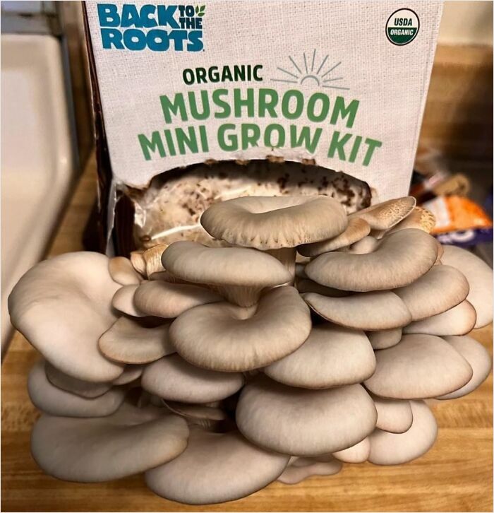 Mushroom mini grow kit on a countertop, showcasing homegrown mushrooms as part of new hobbies in 2025.