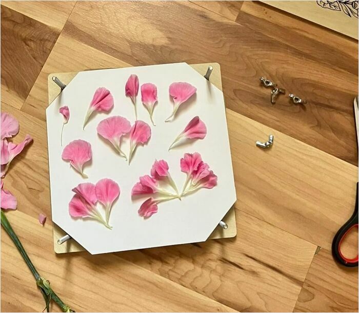 Pressed flowers on a DIY wood flower press, showcasing a creative and popular new hobby in 2025.