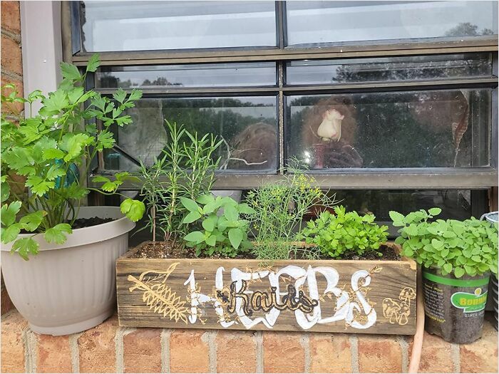 Window herb garden with various potted plants, ideal for exploring new hobbies in 2025.