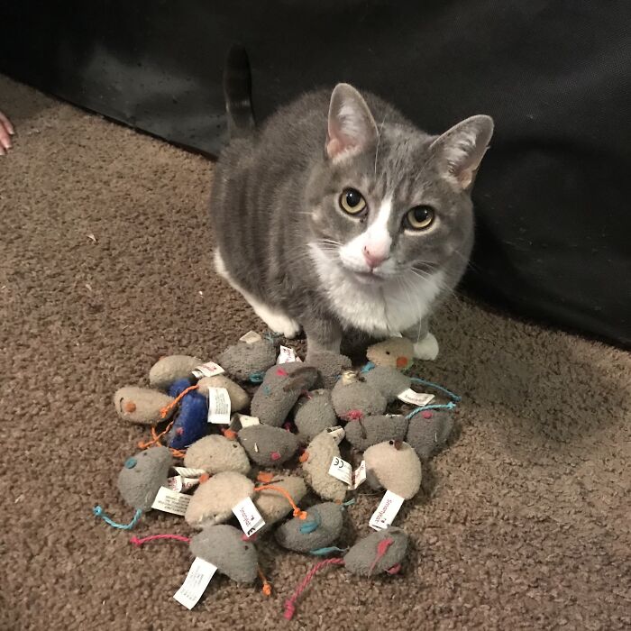 Gray cat surrounded by an abundance of toy mice, exemplifying spoiled pets.