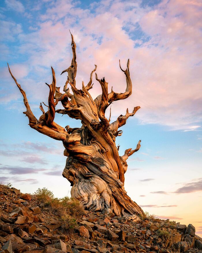 Ancient twisted tree silhouette against a vibrant sky, showcasing incredible world photos.