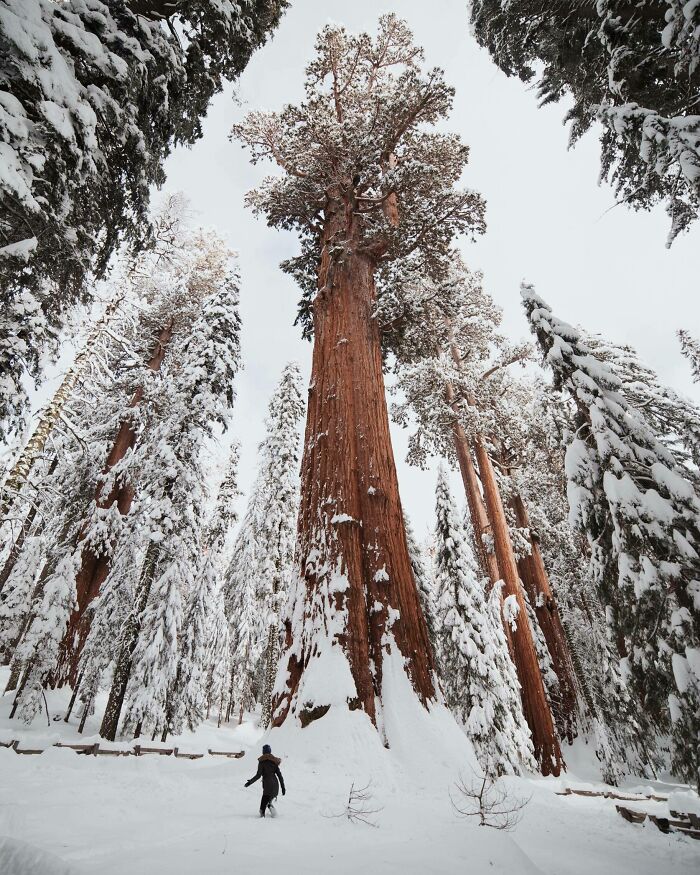 El árbol más grande del mundo poco después de una tormenta de nieve