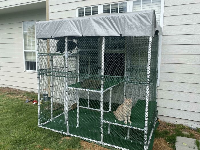 "Two spoiled pets, cats relaxing in a spacious outdoor enclosure by the house."