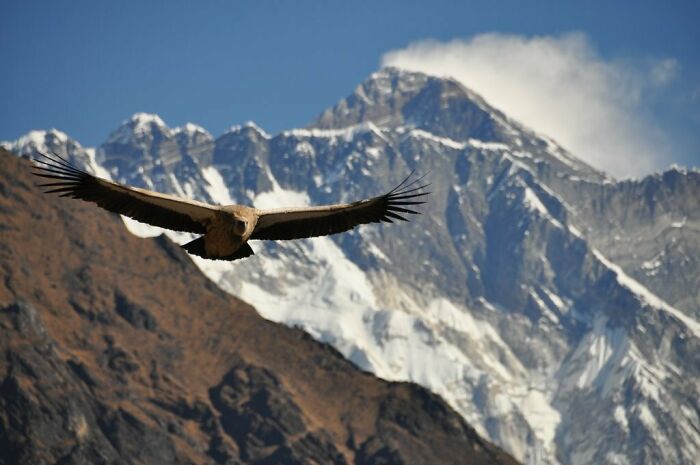 Majestic bird soaring in front of snow-capped mountains, showcasing incredible world photos.