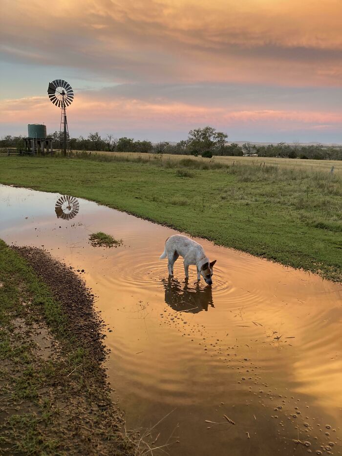 Dog drinking from a puddle at sunset in a scenic field, Incredible-World-Photos.