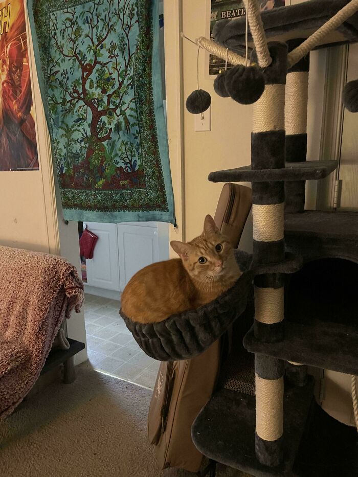 Orange cat lounging in a cozy perch on a cat tree, epitome of spoiled-pets lifestyle.