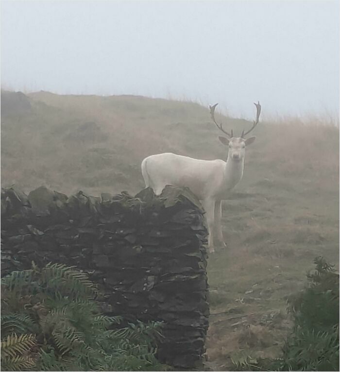 A white deer standing by a misty stone wall, capturing a delightfully British scene.